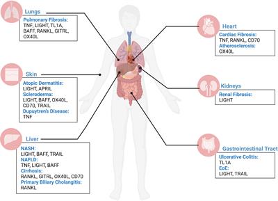 Frontiers | TNF superfamily control of tissue remodeling and fibrosis